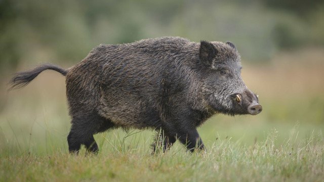 Ibama barra autorizações de caça a javali e animais exóticos
